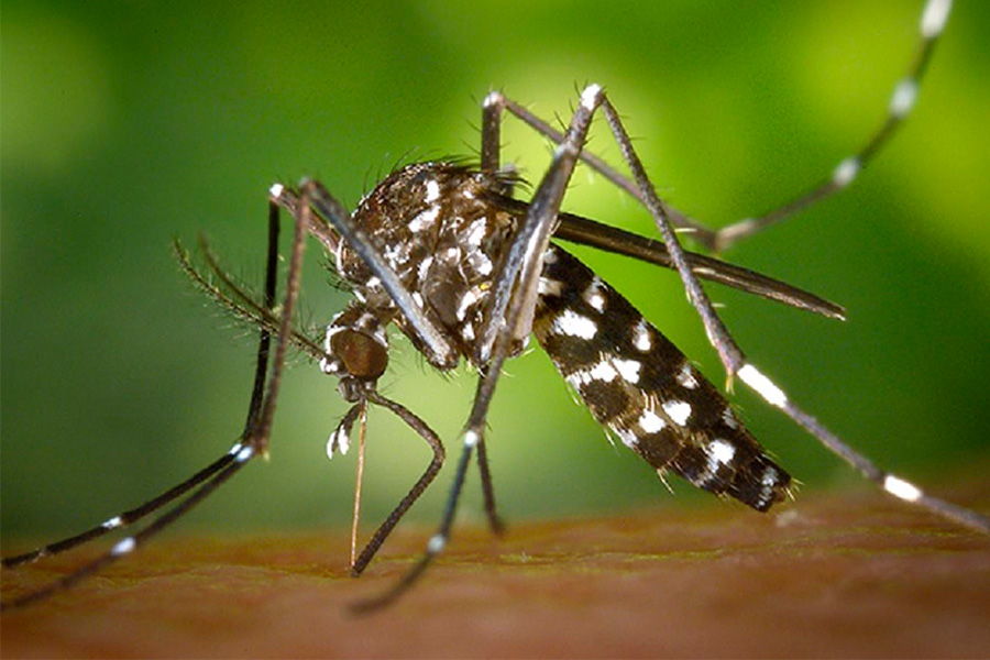 Dengue: cómo identificar y prevenir al Aedes aegypti